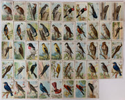 Useful birds of America 30 Card Set 1st Series +18 Variants 1908 Arm & Hammer J- - TvMovieCards.com