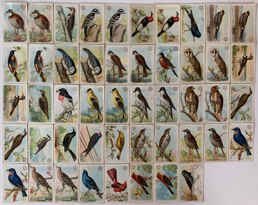 Useful birds of America 30 Card Set 1st Series +18 Variants 1908 Arm & Hammer J-5   - TvMovieCards.com