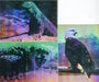 San Diego Zoo Animals of the Wild Hologram Chase Card Set H-1 thru H-3 Cardz   - TvMovieCards.com