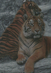 San Diego Zoo Animals of the Wild Tekchrome Chase Card Cardz 1993   - TvMovieCards.com