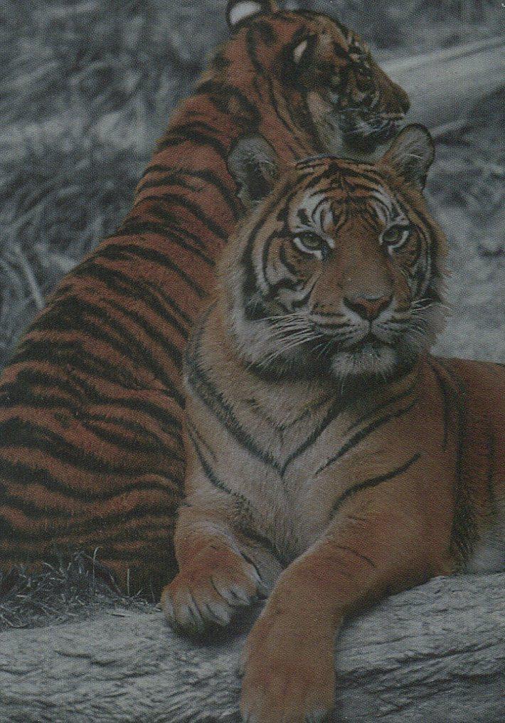 San Diego Zoo Animals of the Wild Tekchrome Chase Card Cardz 1993   - TvMovieCards.com