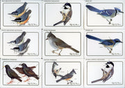 Birds - Discover Roger Tory Peterson Birds Bird Feeder Series 1 Card Set   - TvMovieCards.com