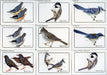 Birds - Discover Roger Tory Peterson Birds Bird Feeder Series 1 Card Set   - TvMovieCards.com