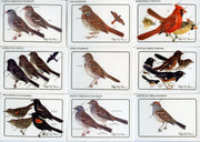 Birds - Discover Roger Tory Peterson Birds Bird Feeder Series 2 Card Set   - TvMovieCards.com