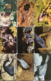 Birds - Colorful Birds of North America 42 Vintage Card Lot by Traindex 1947   - TvMovieCards.com