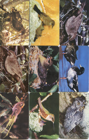 Birds - Colorful Birds of North America 42 Vintage Card Lot by Traindex 1947   - TvMovieCards.com