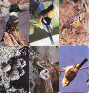 Birds - Colorful Birds of North America 42 Vintage Card Lot by Traindex 1947   - TvMovieCards.com