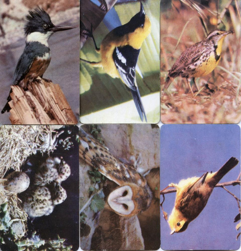 Birds - Colorful Birds of North America 42 Vintage Card Lot by Traindex 1947   - TvMovieCards.com