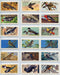 Birds - Songbirds 48 Vintage Card Set Brooke Bond Series 9 Red Rose/Blue Ribbon   - TvMovieCards.com