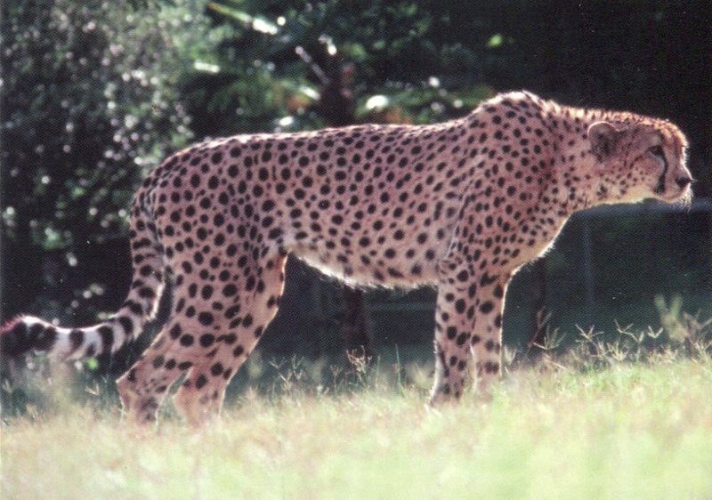 San Diego Zoo Animals of the Wild Base Card Set 110 Cards Cardz 1993   - TvMovieCards.com