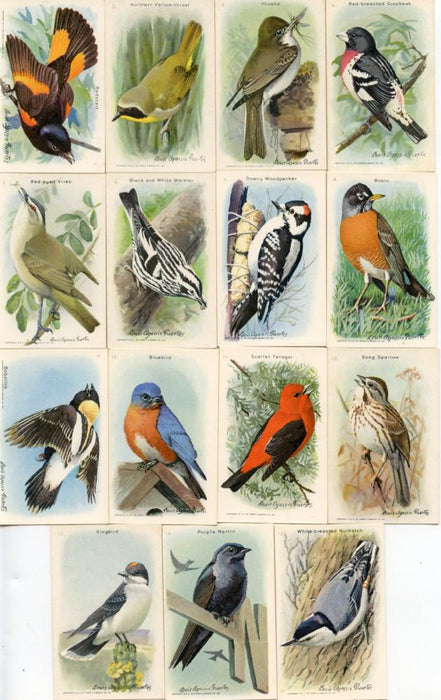 Birds Useful Birds of America 9th 15 Vintage Card Set Church & Dwight J-9 (5)   - TvMovieCards.com