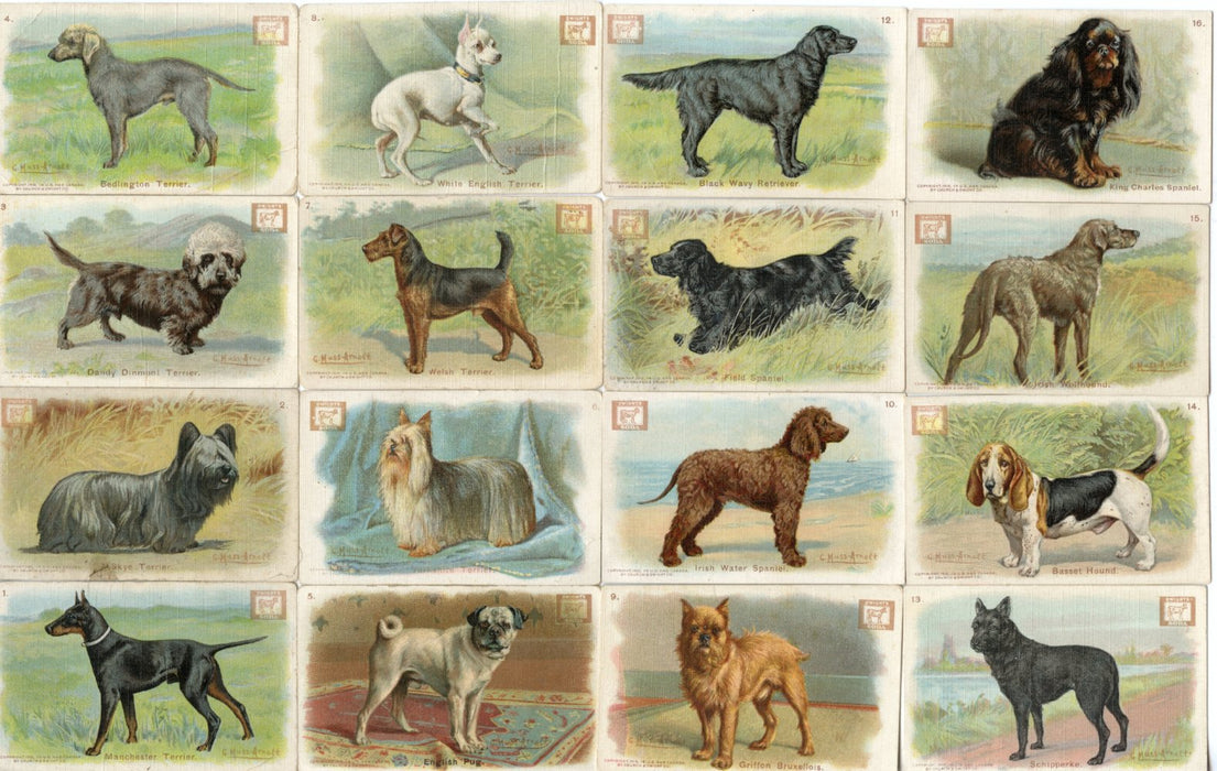 New Series of Dogs 30 Card Soda Set 1910 J14 JOHN DWIGHT Church Arm & Hammer   - TvMovieCards.com
