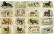 Champion Dogs 30 Card Set JOHN DWIGHT Soda Church Arm & Hammer J13 1902   - TvMovieCards.com