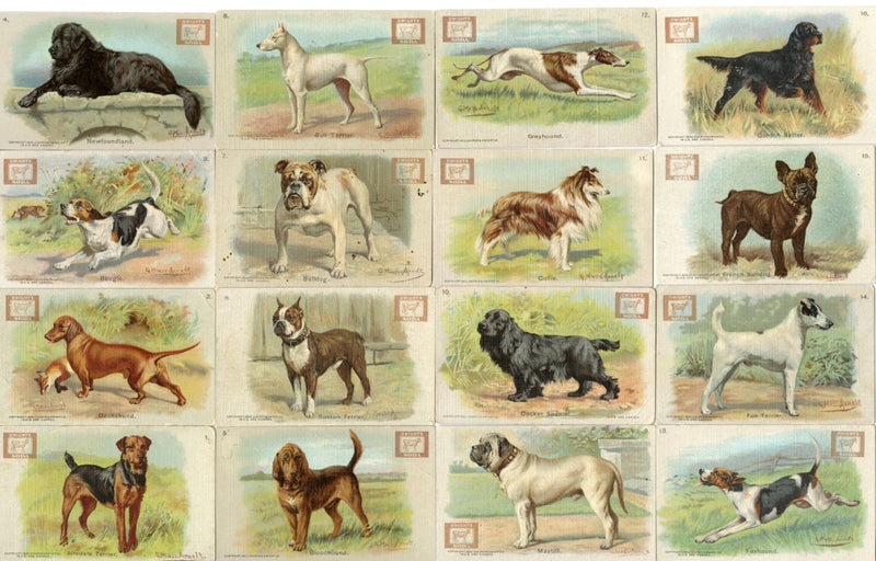 Champion Dogs 30 Card Set JOHN DWIGHT Soda Church Arm & Hammer J13 1902   - TvMovieCards.com