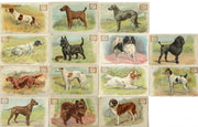 Champion Dogs 30 Card Set JOHN DWIGHT Soda Church Arm & Hammer J13 1902   - TvMovieCards.com
