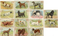 Champion Dogs 30 Card Set JOHN DWIGHT Soda Church Arm & Hammer J13 1902   - TvMovieCards.com