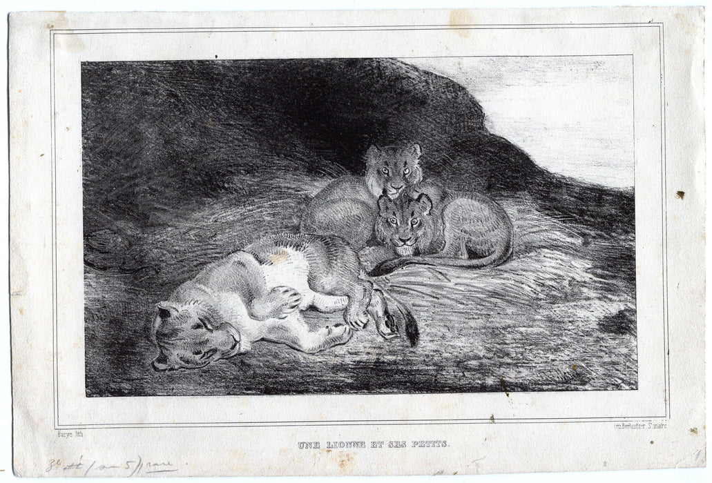Antoine Louis Barye (1796-1875) Une Luonne et Ses Petits 1833 Etching   - TvMovieCards.com