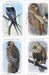 Birds of Prey Series 1 Vintage Card Set 1975 Church & Dwight Co., Inc.   - TvMovieCards.com