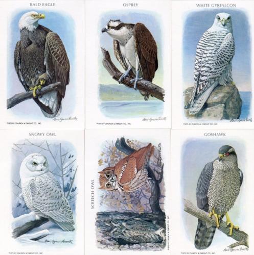 Birds of Prey Series 1 Vintage Card Set 1975 Church & Dwight Co., Inc.   - TvMovieCards.com